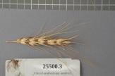 Click for 1 image(s) for this accession. Spike